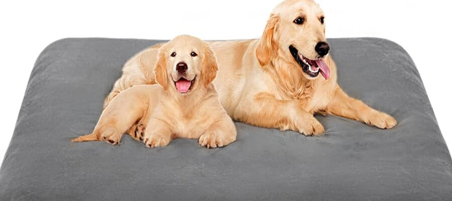 The Most Talkative Dog Breeds: Love to Bark and Share Their Thoughts!